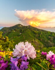 Obraz premium Mountain flowers at sunset