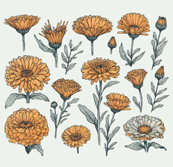 Chamomile Plants illustration, Daisy herbs Set. Watercolor Meadow flowers and Buds Drawing Outline Calendula stems, Aster leaves in pastel colors. Elegant Floral elements Hand Drawn Botanical Ink art