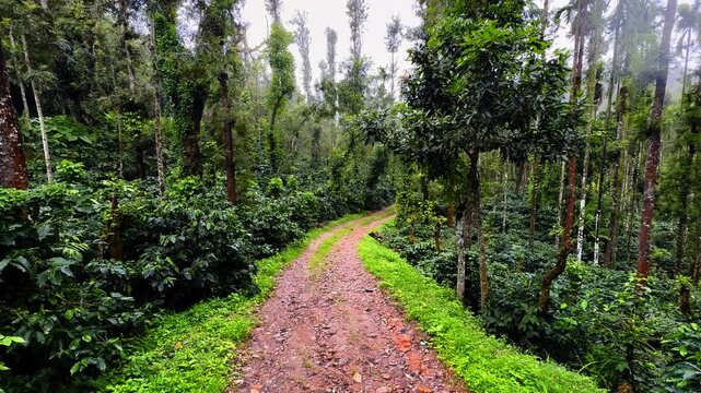 landscape view of coffee plantation in Mudigere, India