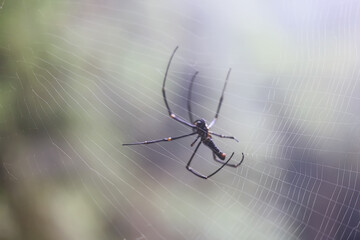 A large Asian spider weaves a web, a scary insect.