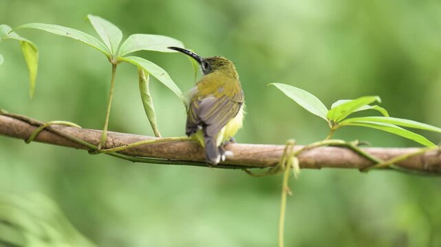 Long-billed Spiderhunter bird on a branch birdwatching in the forest.