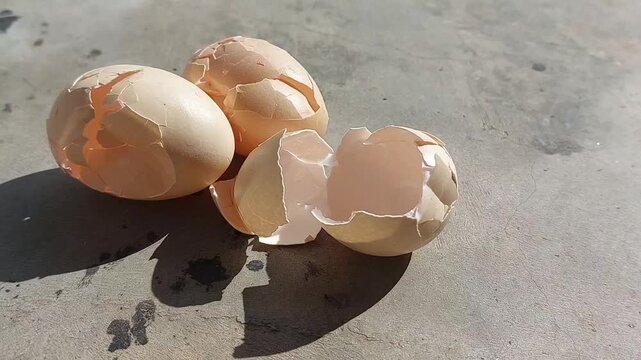 Close-up footage of a cracked and broken free-range chicken eggshell, showcasing natural texture and authentic details.