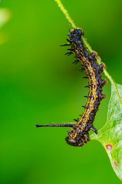 Closeup of the boldly colored orangestriped oakworm making short work of an oak leaf