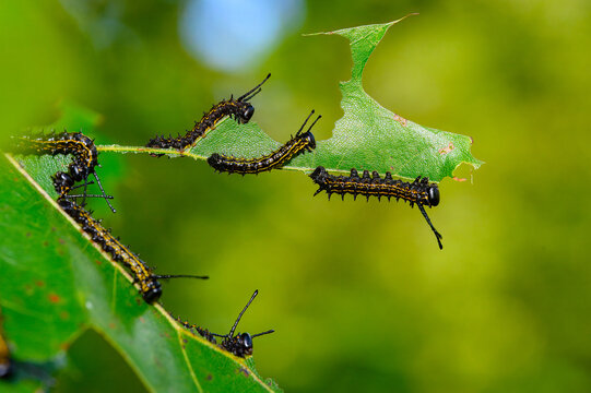 Closeup of an oak leaf nearly completely consumed by an infestation of orangestriped oakworms