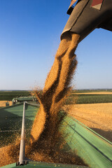 Modern harvester loading off wheat on tractor trailers.