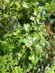 green leaves in the garden