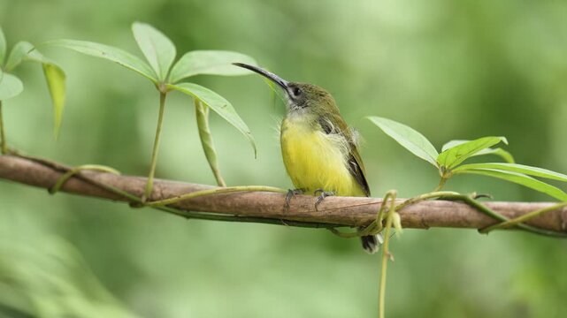 Long-billed Spiderhunter bird on a branch birdwatching in the forest.