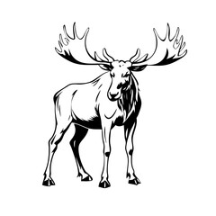 Obraz premium silhouette of a deer