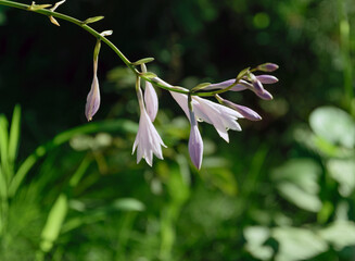 Blooming flowers of hosta plant. Shallow depth of field.