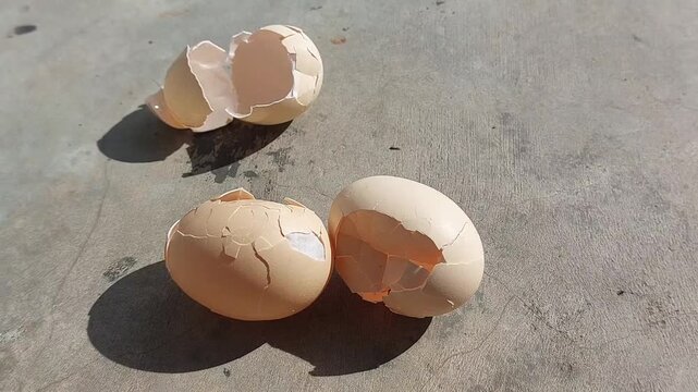Close-up footage of a cracked and broken free-range chicken eggshell, showcasing natural texture and authentic details.