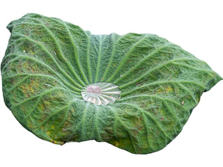Fresh savoy cabbage with vibrant green leaves, isolated on a clean white background