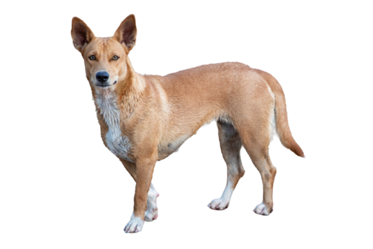 A cute and adorable border collie puppy with a white and brown coat, looking at the camera on a white background