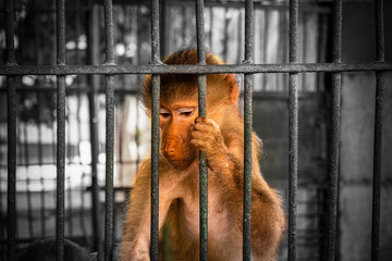 behind the cage