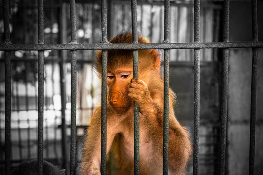 behind the cage