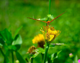 Gulf fritillary butterfly feeding on the nectar of a weathered zinnia