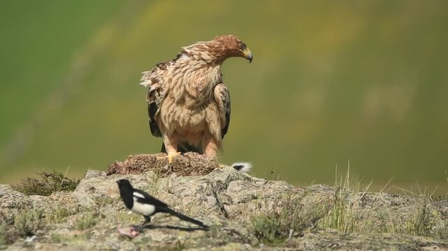 joven aguila imperia se alimenta de una presa