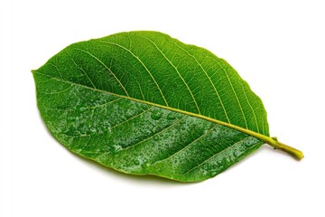 Obraz premium Close-up of a vibrant green leaf with water droplets, isolated on white