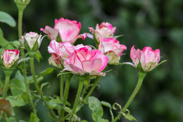 White rosebuds with pink edging. Delicate rosebuds in the garden. Growing roses. Roses in the garden. 