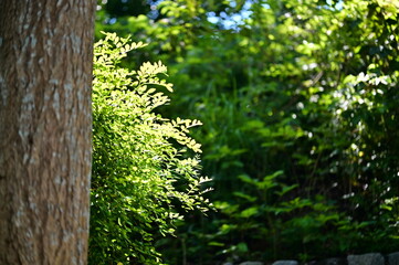 Obraz premium Large tree trunk in foreground with lush green shrubs and foliage in natural forest setting. Sunlight filtering through leaves creating bright spots.