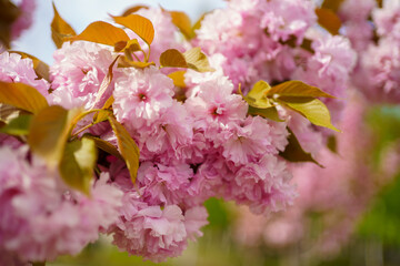 Cherry blossoms bloom in spring, creating a vibrant display of pink flowers under the clear blue sky