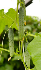 Growing organic green cucumbers in greenhouse, everyday harvest. Young, bumpy texture of the cucumbers. Concept of agricultural plants, organic and homegrown nature, harvesting, gardening.