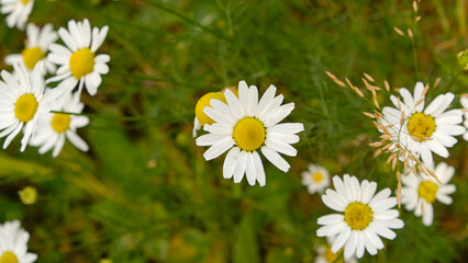 Flowering chamomile. Bright daisies blooming in the sunlight. Concept of nature, summer mood,...