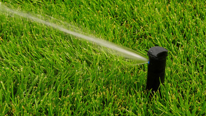 Lush green lawn being watered by automated sprinkler head, with fine spray of water arcing across...