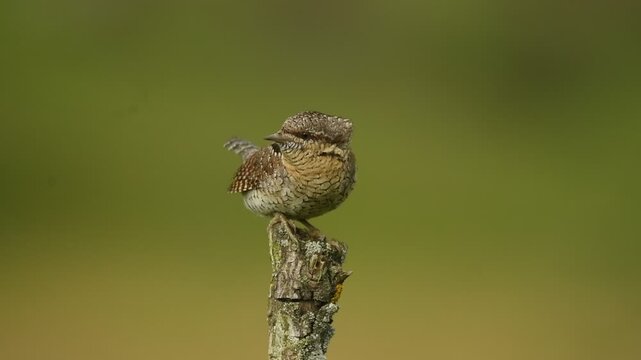 el torcecuellos euroasiatico