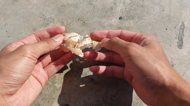 Close-up footage of a cracked and broken free-range chicken eggshell, showcasing natural texture and authentic details.