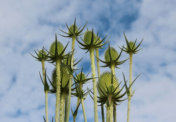 Wilde Karde - Wild teasel or Fuller's teasel