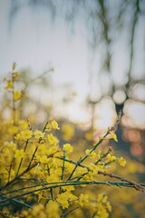 Yellow flowers in spring bloom.