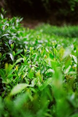 Fresh Green Leaves with Water Droplets