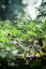 Fototapeta premium Vibrant green leaves in sunlit forest.