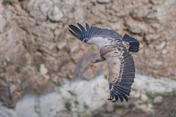 Griffon vulture passing by at Monfrague np Extremadura Spain 
