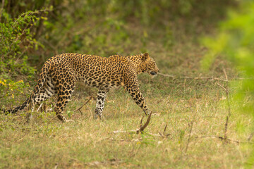 Leopard at Yala National Park Sri Lanka 