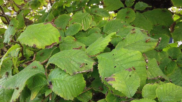 Many hoverflies on green leaves