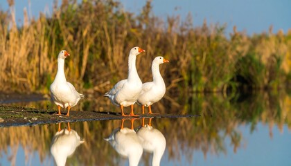 Obraz premium Four white geese stand in a row by calm water, reflected perfectly, with tall grasses behind them