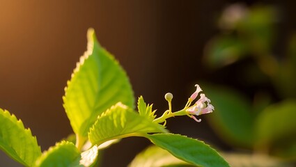 green leaf with dew drops
