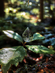 Morning dew delicately resting on a leafâ€™s edge, reflecting the world in miniature. 