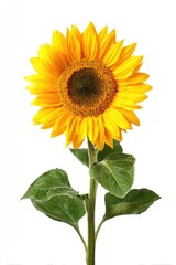 Obraz premium Single sunflower with bright yellow petals and dark center, vibrant green leaves on a long stem, isolated on a pure white background