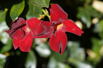 Mandevilla sanderin is a genus of tropical and subtropical flowering vines belonging to the dogbane...