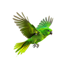 Exuberant Green Parrot Soaring Freely, Isolated on transparent background