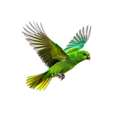 Vibrant green parrot in flight photography on transparent background