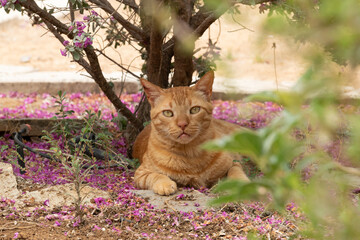 Portrait of a ginger cat against a beautiful background with pink leaves on the ground.
