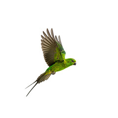 Vibrant green bird flying in black space on transparent background