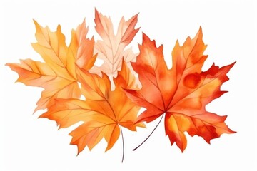 Fototapeta premium Leaves maple plant leaf.