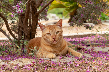 Portrait of a ginger cat resting under a tree looking at the camera.
