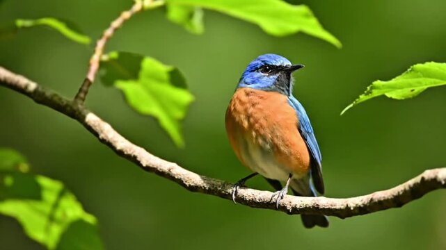 Eastern bluebird perched on tree branch in green forest 
