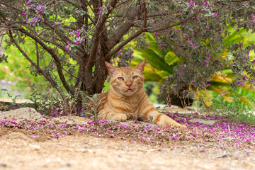 Portrait of a ginger cat resting under a tree looking calm and happy.
