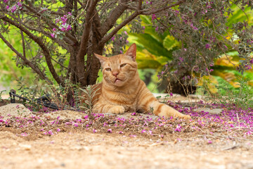 Portrait of a ginger cat resting under a tree with pink leaves on the ground looking calm.
